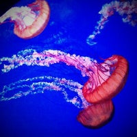 9/30/2012 tarihinde Pat S.ziyaretçi tarafından SEA LIFE Minnesota Aquarium'de çekilen fotoğraf