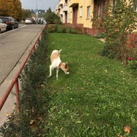 Photo taken at Dog walking area by Kirsten M. on 10/22/2016