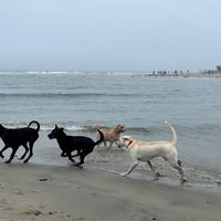 Photo taken at Del Mar Dog Beach by Simplicious C. on 8/26/2023