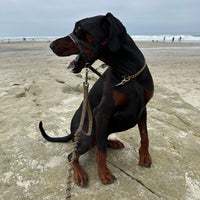Photo taken at Del Mar Dog Beach by Simplicious C. on 8/5/2023