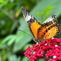 Photo taken at Bangkok Butterfly Garden and Insectarium by Andrey T. on 10/9/2022