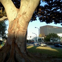 Photo taken at Massive Tree by Leo S. on 9/17/2012