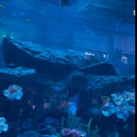 Photo taken at Dubai Aquarium by Halona on 1/24/2024