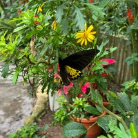 Photo taken at Butterfly Farm by Marcus on 11/8/2022