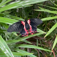 Photo taken at Butterfly House at Faust County Park by Keren G. on 8/14/2022