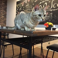 ねこカフェ 猫酒場 らて 57 Ziyaretcidan 1 Tavsiye ねこカフェ 猫酒場 らて 57 Ziyaretcidan 1 Tavsiye