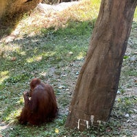 Photo taken at Orangutan Exhibit by Conor M. on 8/3/2023