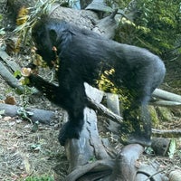 Photo taken at Western Lowland Gorilla by Conor M. on 8/3/2023