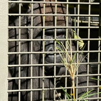 Photo taken at Western Lowland Gorilla by Conor M. on 8/3/2023