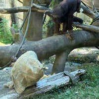 Photo taken at Orangutan Exhibit by Conor M. on 8/3/2023