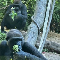 Photo taken at Western Lowland Gorilla by Conor M. on 8/3/2023