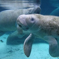 Foto scattata a Manatee Fun Tours da Broderick J. il 5/3/2016