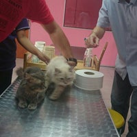 Klinik Veterinar Dr Cham Semenyih 2 Tips
