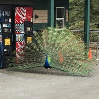 รูปภาพถ่ายที่ Greater Vancouver Zoo โดย Lynn K. เมื่อ 5/16/2018