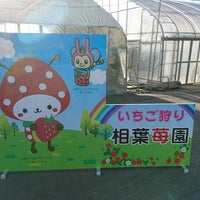 相葉いちご園 1 Tip 相葉いちご園 1 Tip