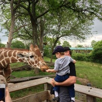 Photo taken at The Giraffe Exhibit by Amy M. on 6/2/2013