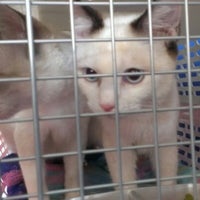 Klinik Haiwan Ara Ampang