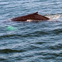 9/11/2021 tarihinde Jt T.ziyaretçi tarafından Cape Ann Whale Watch'de çekilen fotoğraf
