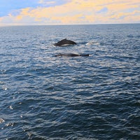 Photo taken at Cape Ann Whale Watch by Jt T. on 9/11/2021