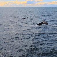 Снимок сделан в Cape Ann Whale Watch пользователем Jt T. 9/11/2021