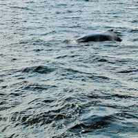 Foto tirada no(a) Cape Ann Whale Watch por Jt T. em 9/11/2021