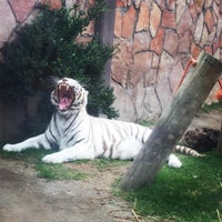 Das Foto wurde bei Zoo Parque Loro von Adrián S. am 11/23/2015 aufgenommen