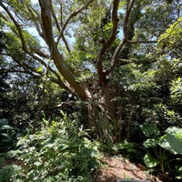 志戸子ガジュマル公園 屋久島町志戸子