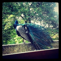 Foto diambil di Jardins do Palácio de Cristal oleh Tiago R. pada 4/20/2013