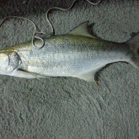 Pancing Bawal Mas Kolam Sg Sembilang