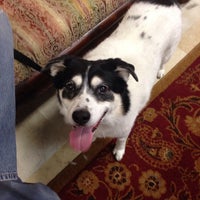 southpaws veterinary