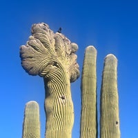 Foto scattata a Desert Botanical Garden da Meghan S. il 2/6/2024