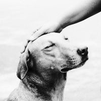 Das Foto wurde bei Learning to Lead Dog Training von Learning to Lead Dog Training am 6/3/2016 aufgenommen