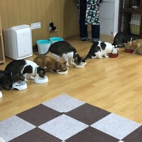 Photo taken at 猫カフェ ねこ会議 by Nusa C. on 10/20/2018