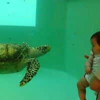 久米島ウミガメ館 Aquarium In 久米島町