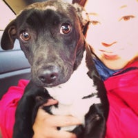 companion pet rescue and transport