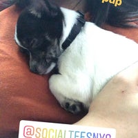 6/28/2018에 Michelle님이 Social Tees Animal Rescue에서 찍은 사진