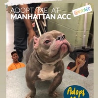 Photo taken at Animal Care and Control of New York City - Manhattan by Michelle on 8/15/2020