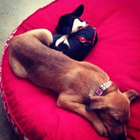 Photo taken at Bark &amp;amp; Co Puppy Pup-up Store by reece p. on 6/22/2013