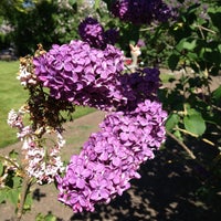 Photo taken at Hilda Klager Lilac Gardens by Diana H. on 5/4/2013