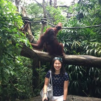 Photo taken at Free Ranging Orangutan Island by Lu Y. on 1/27/2017
