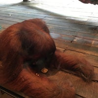 Photo taken at Free Ranging Orangutan Island by Lu Y. on 1/27/2017