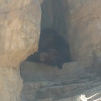 Photo taken at Grizzly Bear Exhibit by Mike B. on 3/14/2017