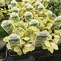 Lakeland Yard & Garden Center - Flowood, MS