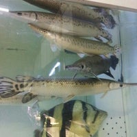 Photo taken at 錦鯉・熱帯魚 かのう by 能美 ス. on 11/30/2011