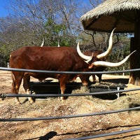 Photo taken at Ankole Cattle Exhibit by Joel L. on 2/11/2012