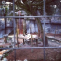 Photo taken at Lowry Park Zoo Tiger Rollercoaster by Justin C. on 10/19/2011