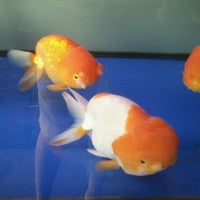 Azam Aquarium Kulim Kedah