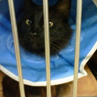 Foto scattata a Veterinary Medical Clinic da Crystal B. il 1/20/2012