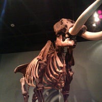 2/5/2012 tarihinde Sjdbf G.ziyaretçi tarafından Museum Of Florida History'de çekilen fotoğraf