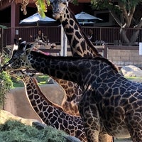 Photo taken at Giraffes by Jeremy B. on 1/22/2018